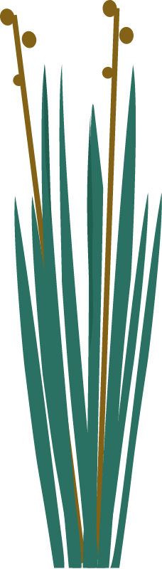 Bulrush (Scirpus)