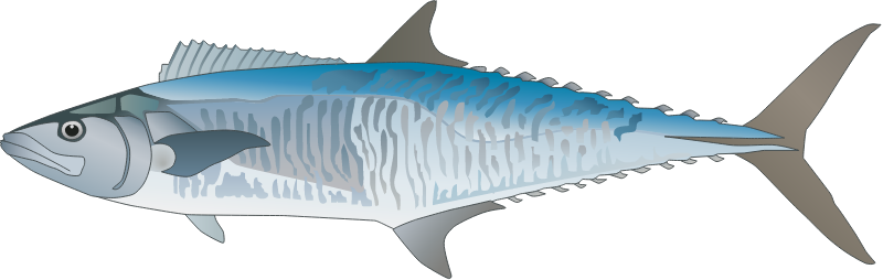 King Mackerel (Scomberomorus Cavalla)