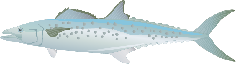 Australian Spotted Mackerel (Scomberomorus Munroi)