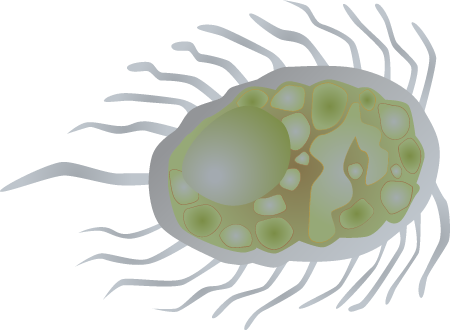 Ciliate (Scuticociliate)
