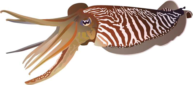 Common Cuttlefish (Sepia Officinalis)