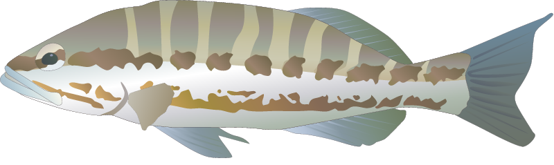 Comber (Serranus Cabrilla)