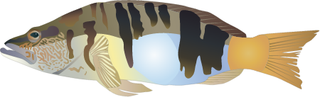 Painted Comber (Serranus Scriba)