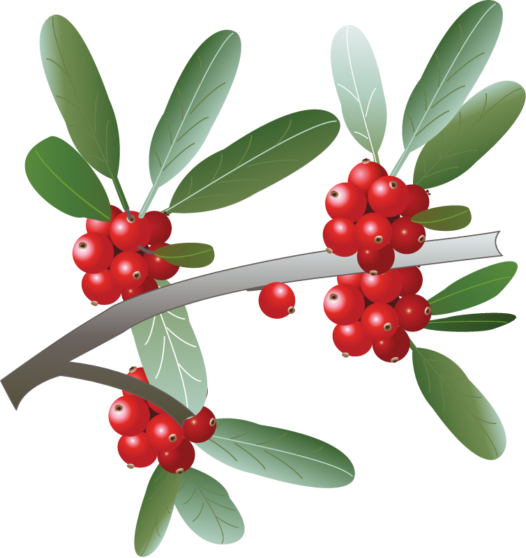 Silver Buffaloberry (Shepherdia Argentea)