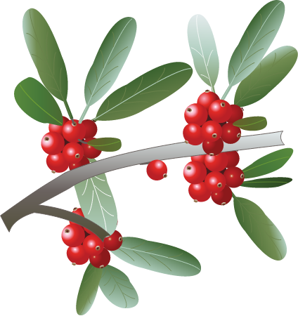 Silver Buffaloberry (Shepherdia Argentea)