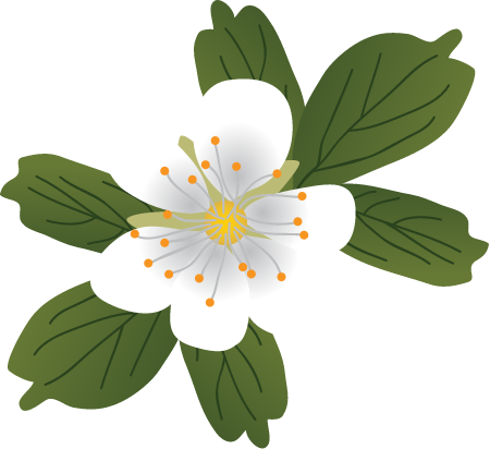 Three-Toothed Cinquefoil (Sibbaldiopsis Tridentata)