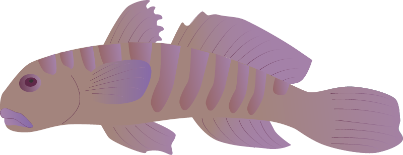 Sirajo Goby (Sicydium Plumieri)