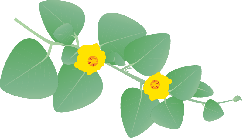 Ilima (Sida Fallax)
