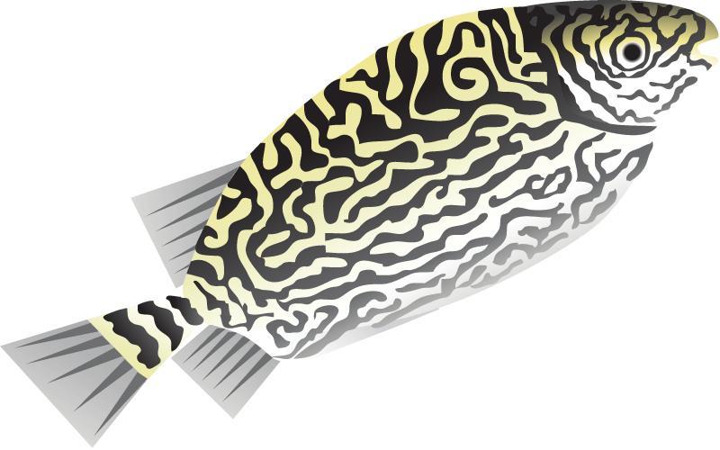 Scribbled Rabbit Fish (Siganus Spinus)