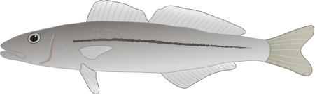 King George Whiting (Sillaginodes Punctata)