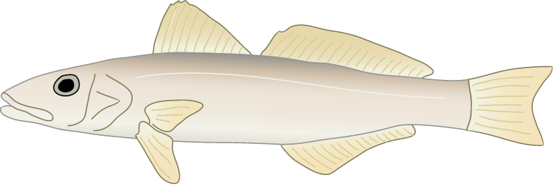 Sand Whiting (Sillago Ciliata)