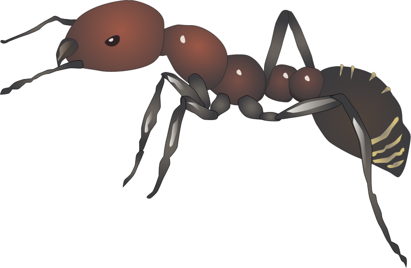 Red Imported Fire Ant (Solenopsis Invicta)