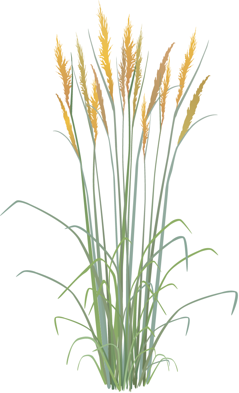Indian Grass (Sorghastrum Nutans)