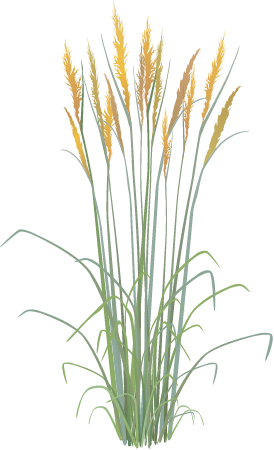 Indian Grass (Sorghastrum Nutans)