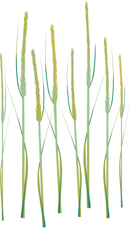 Spartina alterniflora