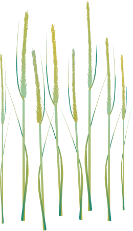 Smooth Cordgrass (Spartina Alterniflora)