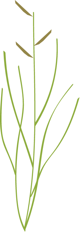 Saltmeadow Cordgrass (Spartina Patens)
