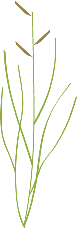 Saltmeadow Cordgrass (Spartina Patens)