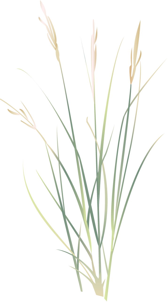 Prairie Cordgrass (Spartina Pectinata)