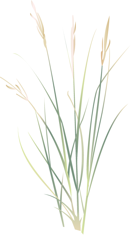 Prairie Cordgrass (Spartina Pectinata)