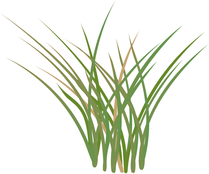 Salt Marsh Grass (Spartina)