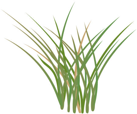Salt Marsh Grass (Spartina)