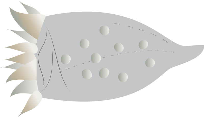 Favella