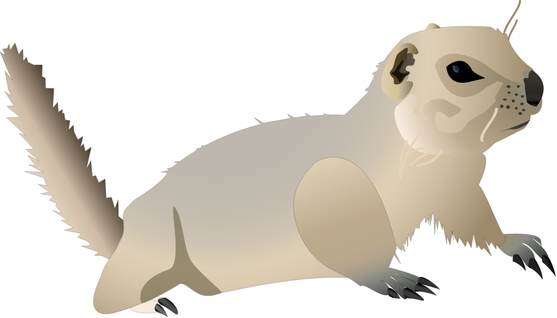 Richardsons Ground Squirrel (Spermophilus Richardsonii)