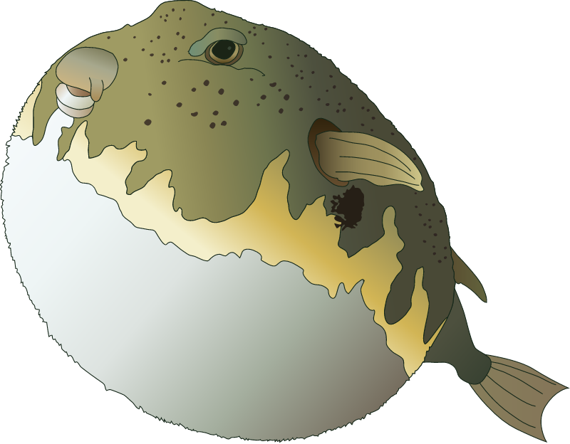 Nothern Puffer (Sphoeroides Maculatus)