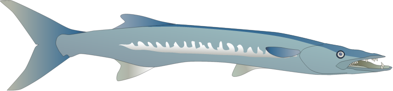 Barracuda (Sphyraena)