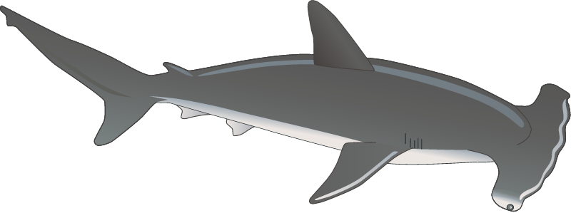 Hammerhead Shark (Sphyrna)