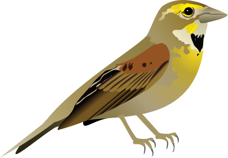 Dickcissel (Spiza Americana)