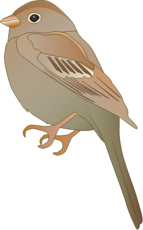 Field Sparrow (Spizella Pusilla)
