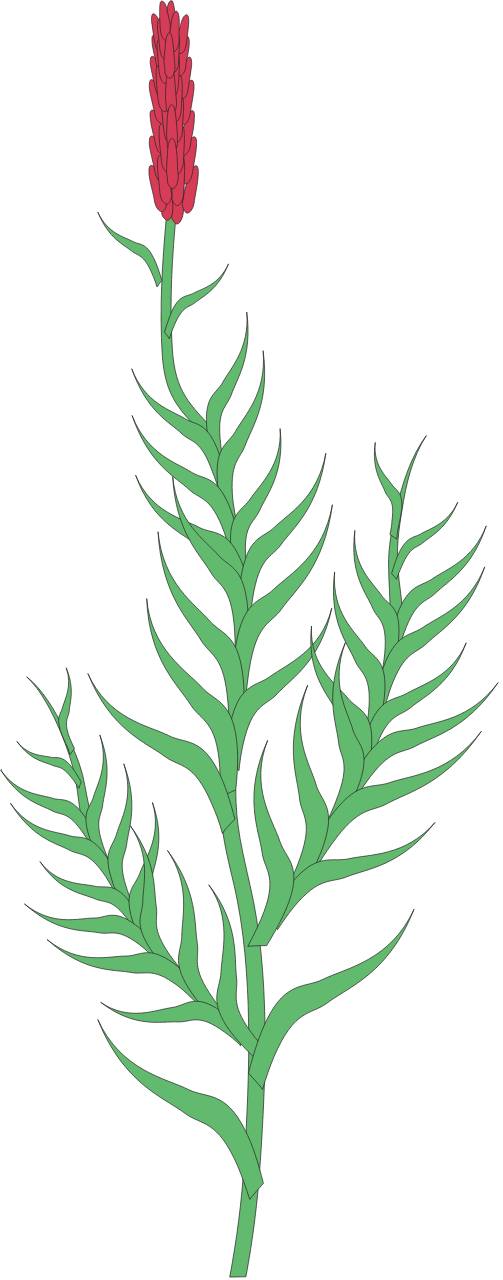 Dropseed (Sporobolus)