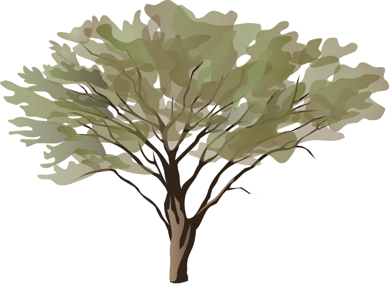 Acacia