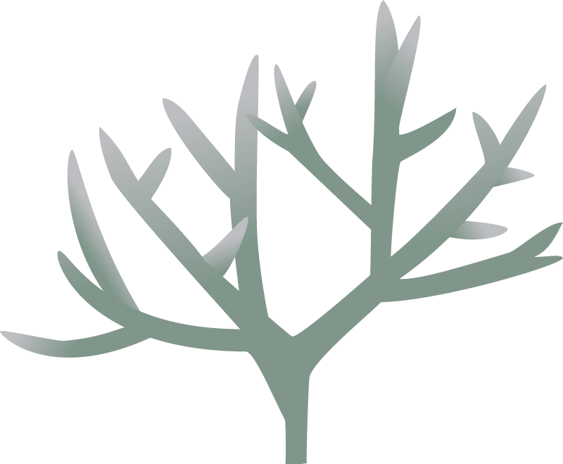 Acropora