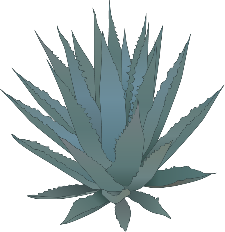Agave