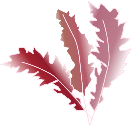 Asparagopsis