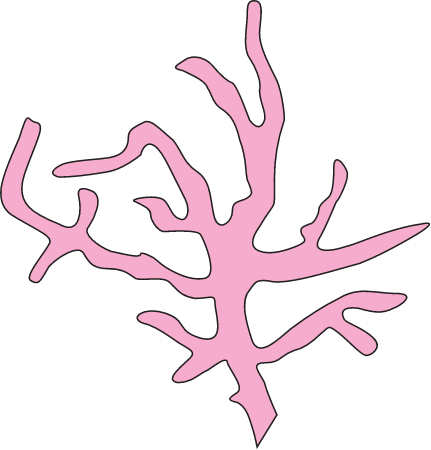 Catanella