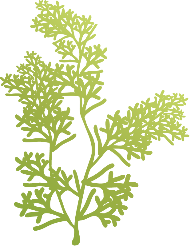 Ceratopteris