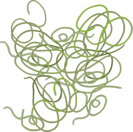 Sea Emerald Algae (Chaetomorpha)