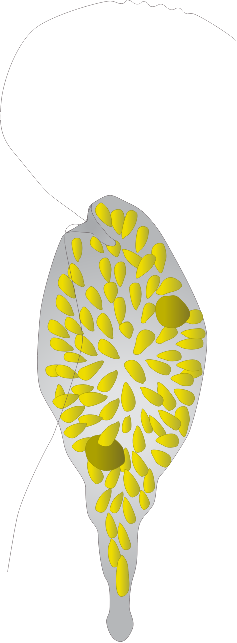Chattonella