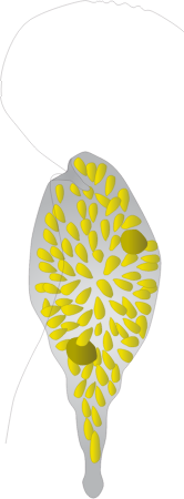 Chattonella