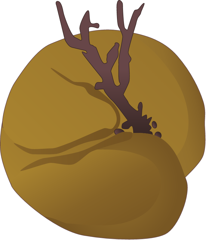 Colpomenia