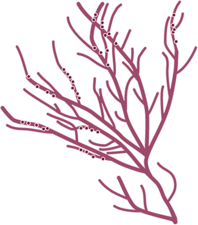 Gracilaria
