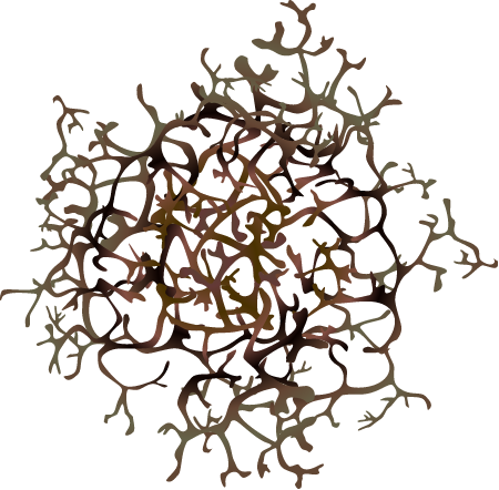 Gracilaria