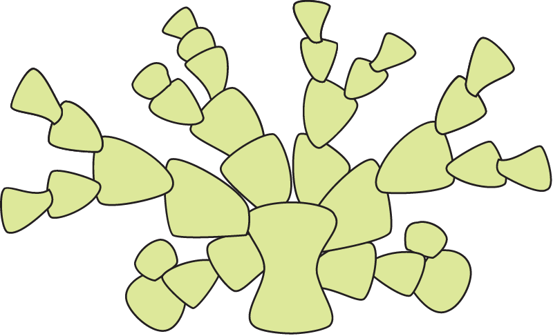 Halimeda