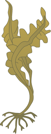 Laminaria