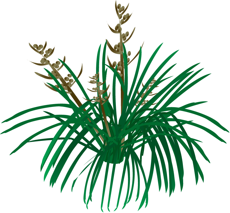 Lomandra