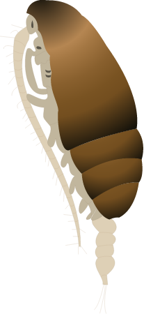 Paraclanus